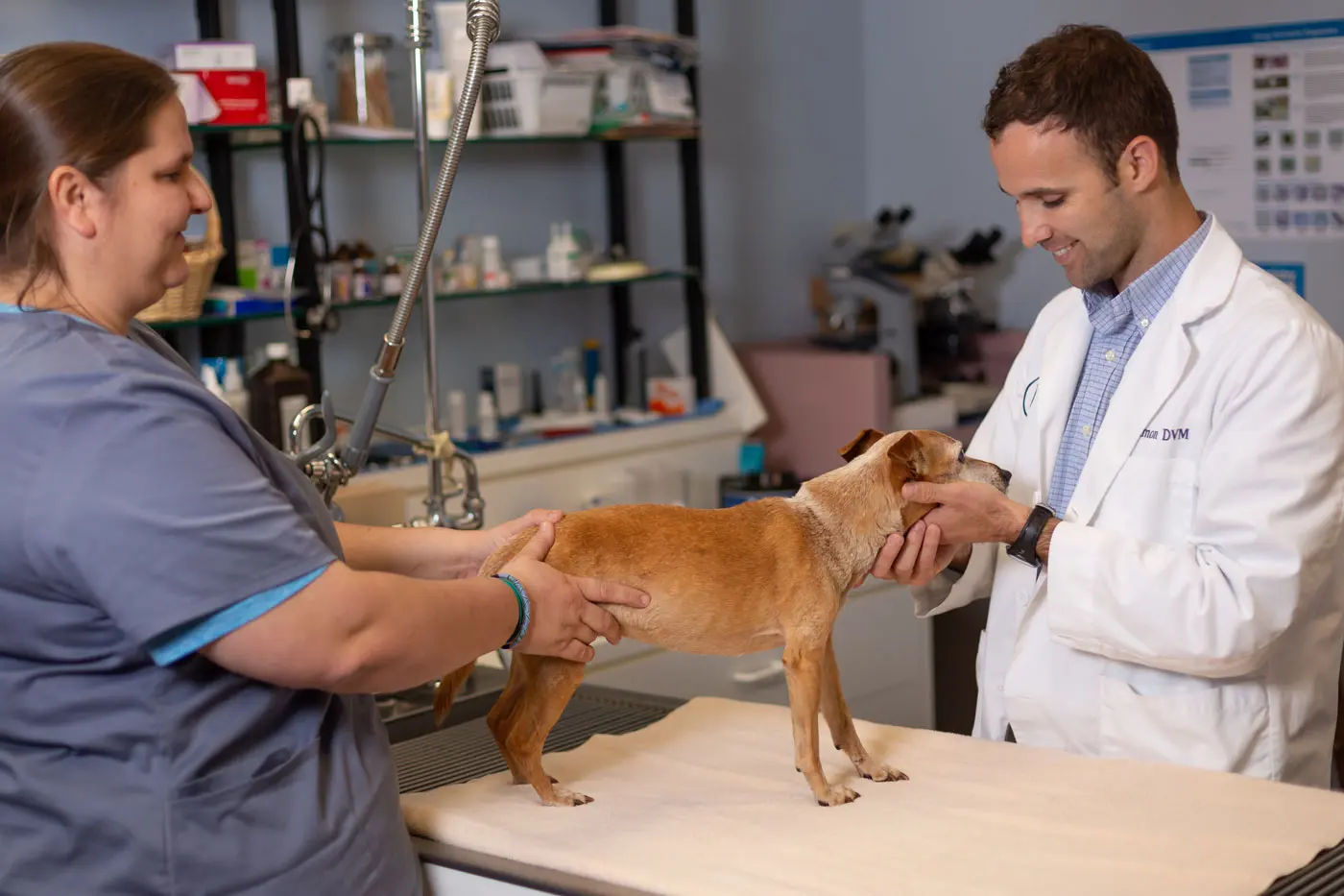 Veterinarian in white coat examining a small brown dog on an exam table, assisted by a veterinary technician in blue scrubs.