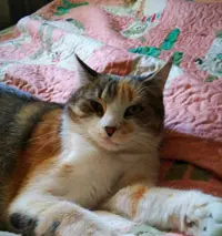 Calico cat with white, orange, and gray fur lying on a pink patterned quilt, looking at camera.