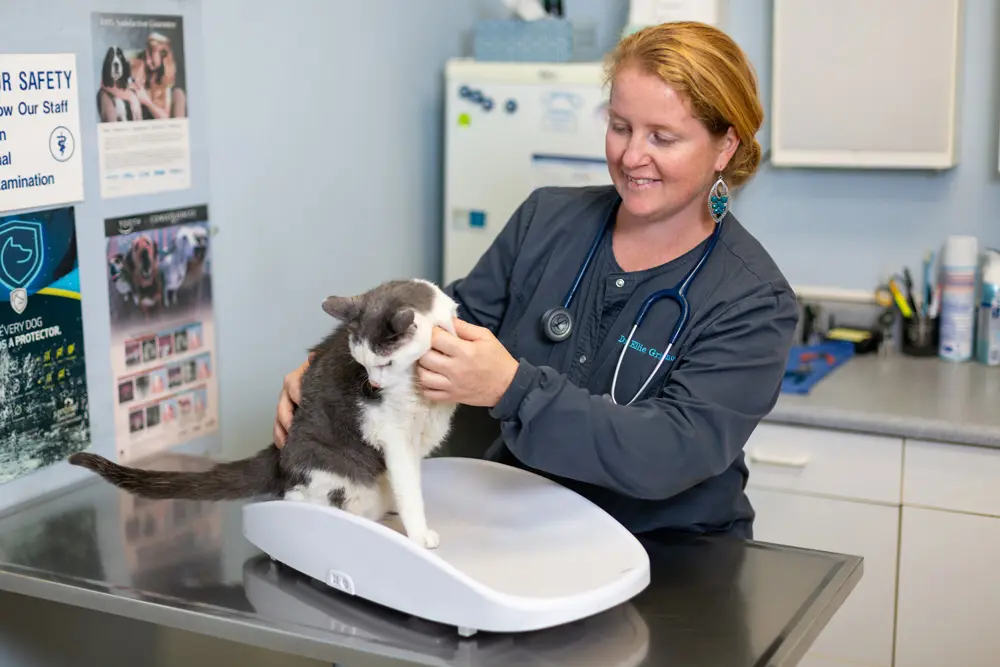 Veterinarian with stethoscope examining a gray and white cat on an exam table in a clinic.