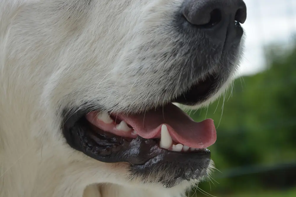 Close-up of a white dog's open mouth showing clean teeth and pink tongue.