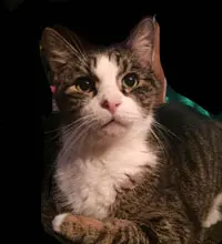 Close-up of a tabby and white cat with green eyes looking directly at the camera against a dark background.