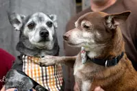 Two senior dogs being held, one with gray fur in a plaid bandana, the other brown, nuzzling close together.