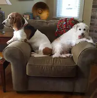 Two dogs, a brown-and-white spaniel and a white terrier, resting together on a green armchair in a cozy living room.