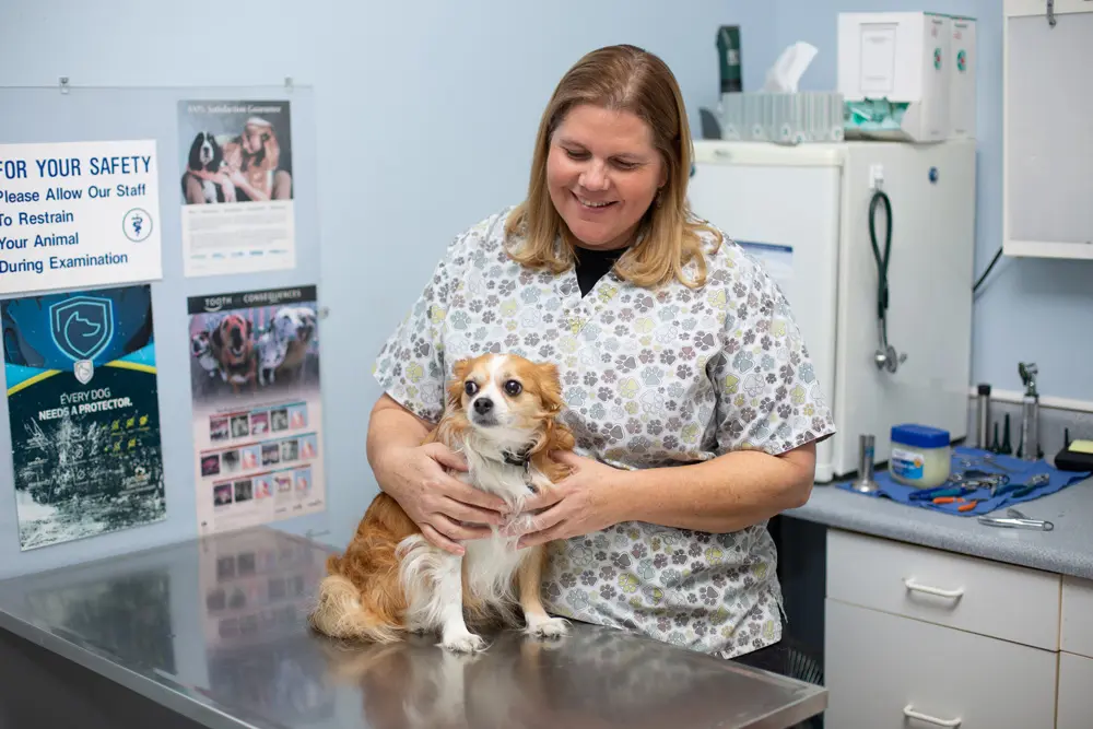 Veterinarian in paw-print scrubs gently holding a small brown and white dog on an exam table in a clinic room.
