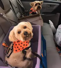 Two small dogs wearing orange polka-dot bandanas sit in car seats, one in a purple booster seat, the other in a tan booster seat.