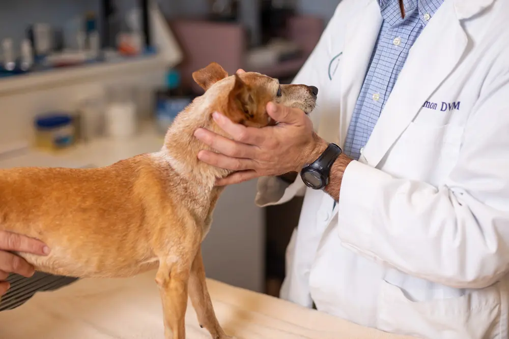 Veterinarian in white coat examining a small brown dog on an exam table.